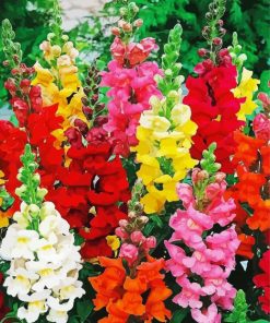 Colorful Snapdragons Flowers Paint By Number