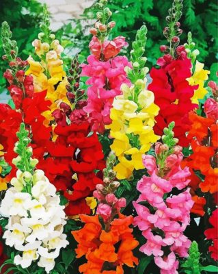 Colorful Snapdragons Flowers Paint By Number