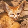 Desert Fennec Fox Paint By Number