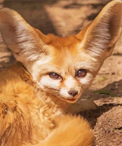 Desert Fennec Fox Paint By Number