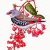 Diamond Firetail Art Paint By Number
