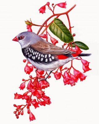 Diamond Firetail Art Paint By Number