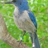 Florida Scrub Jay Paint By Number