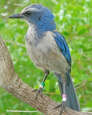 Florida Scrub Jay Paint By Number