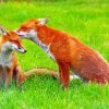 Fox Family Couple Paint By Number