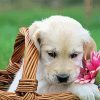 Golden Puppy In Basket Paint By Number