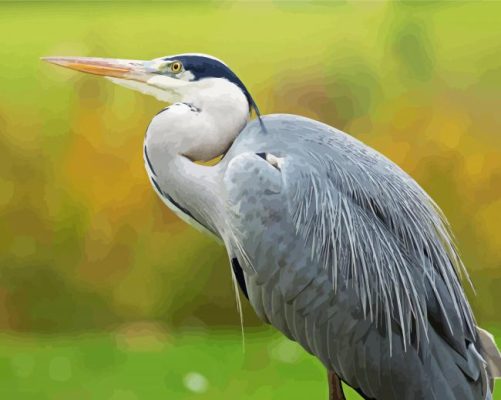 Grey Heron Bird Animal Paint By Number