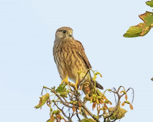 Kestrel On Tree Paint By Number