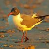 Laughing Gull Paint By Number