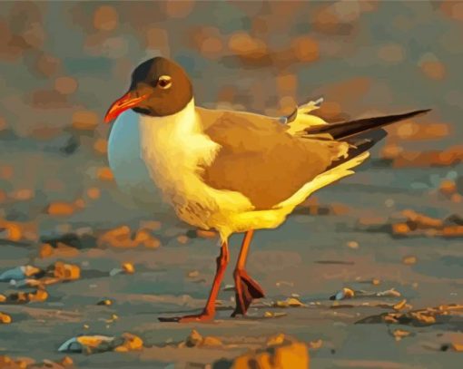 Laughing Gull Paint By Number