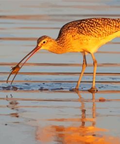 Long Billed Curlew With Mole Crab On Morro Strand Paint By Number