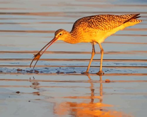 Long Billed Curlew With Mole Crab On Morro Strand Paint By Number