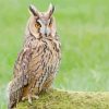 Long Eared Owl Paint By Number