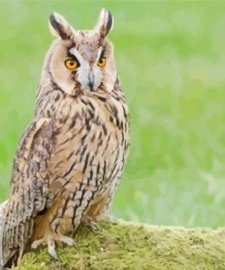 Long Eared Owl Paint By Number