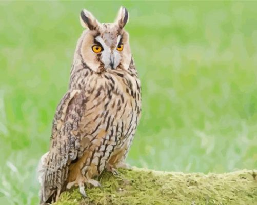 Long Eared Owl Paint By Number