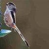 Long Tailed Tits Paint By Number