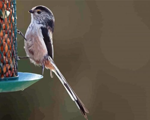 Long Tailed Tits Paint By Number