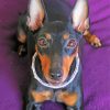 Manchester Terrier Paint By Number
