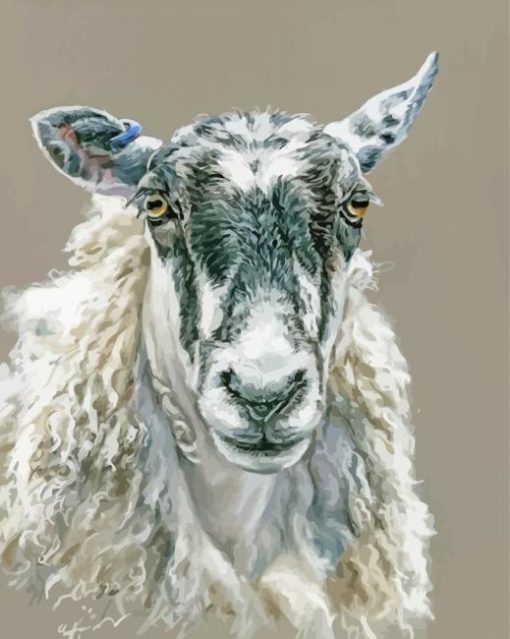 Mule Sheep Paint By Number