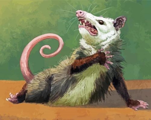 Opossum Paint By Number