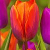 Orange Purple Tulip Paint By Number