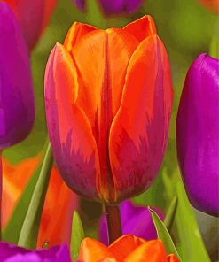 Orange Purple Tulip Paint By Number