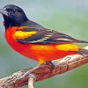 Orioles Bird Paint By Number