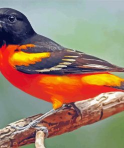 Orioles Bird Paint By Number
