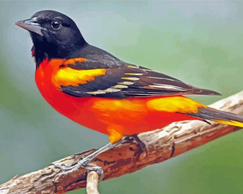 Orioles Bird Paint By Number