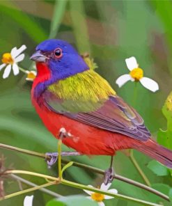 Painted Bunting And Flowers Paint By Number
