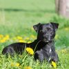 Patterdale Terrier Dog Animal Paint By Number