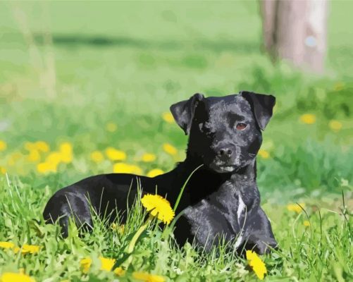 Patterdale Terrier Dog Animal Paint By Number