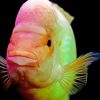 Pink Red Devil Cichlid Fish Paint By Number