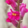 Pink Snapdragons Paint By Number