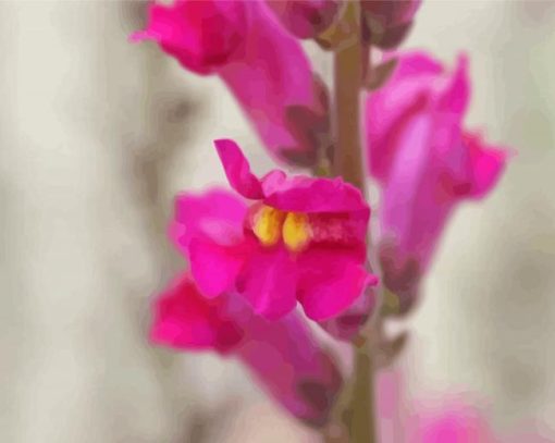 Pink Snapdragons Paint By Number