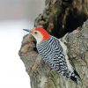 Red Bellied Woodpecker Bird Paint By Number