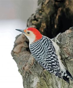 Red Bellied Woodpecker Bird Paint By Number