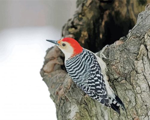 Red Bellied Woodpecker Bird Paint By Number