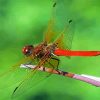 Red Dragonfly Insect Paint By Number