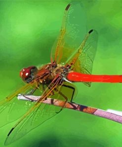 Red Dragonfly Insect Paint By Number