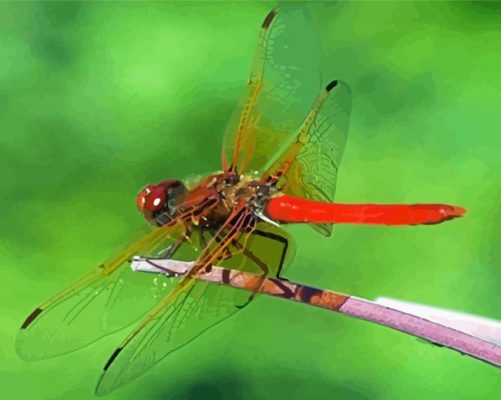 Red Dragonfly Insect Paint By Number