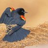 Red Winged Blackbird Paint By Number