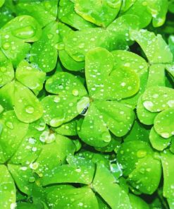 Shamrocks Green Leaves Paint By Number