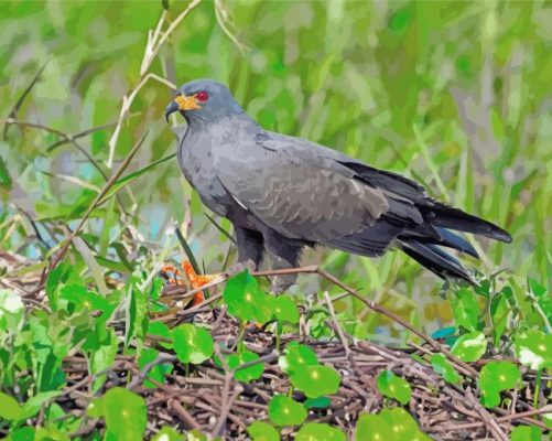 Snail Kite Bir Paint By Number