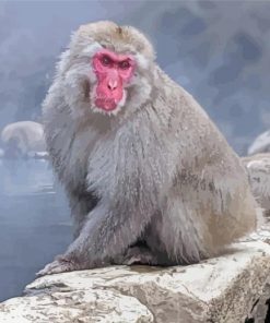 Snow Monkey Paint By Number