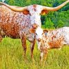 Texas Cattle Animal Paint By Number