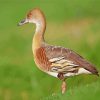 Whistling Duck Animal Paint By Number