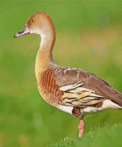 Whistling Duck Animal Paint By Number