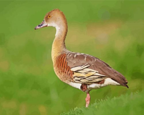 Whistling Duck Animal Paint By Number