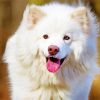 White Finnish Lapphund Paint By Number
